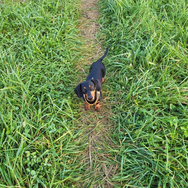Luna uit Driebergen-Rijsenburg zoekt een Hondenoppas