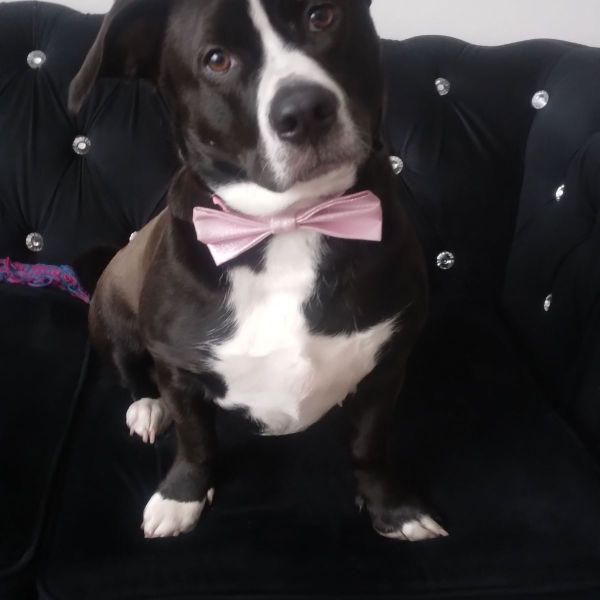 Bella uit Almere zoekt een Hondenoppas