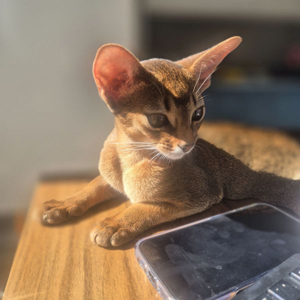 Mazzy uit Den Haag zoekt een Kattenoppas