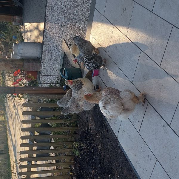 Kippen, Trixie, Bill en Door uit Hazerswoude-Rijndijk zoekt een huisdierenoppas