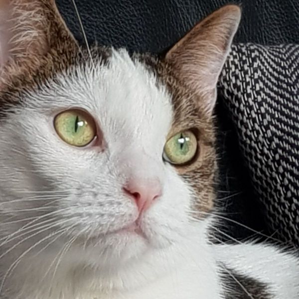 Bliksem, Donder uit Zwolle zoekt een Kattenoppas