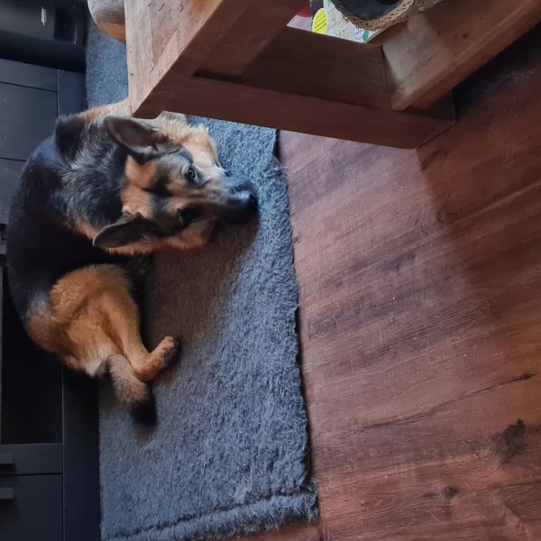 Tygo, Tygo uit Assen zoekt een Hondenoppas