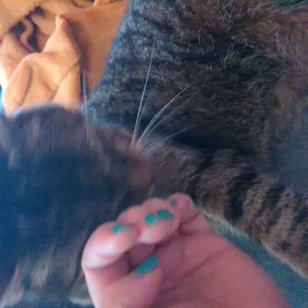 Pampus uit Eindhoven zoekt een Kattenoppas