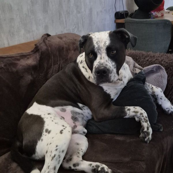 Dopey uit Woerden zoekt een Hondenoppas