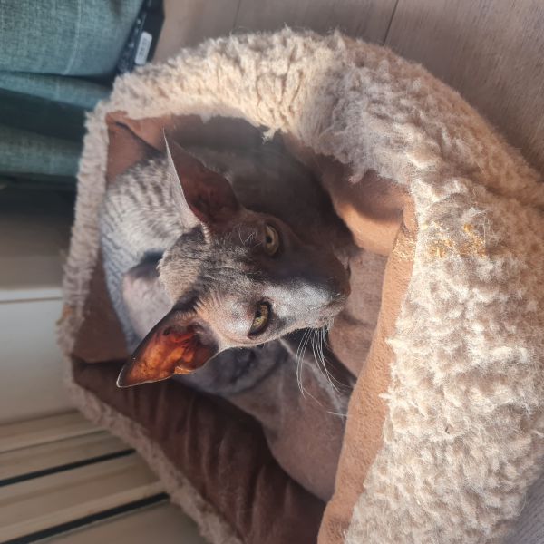 Donkey, Dikkie, Kati uit Baarn zoekt een huisdierenoppas