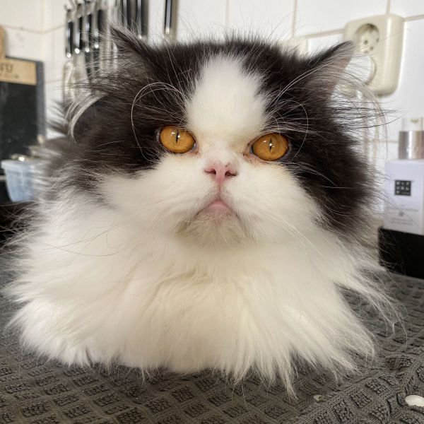 Colty uit Hoogkarspel zoekt een Kattenoppas
