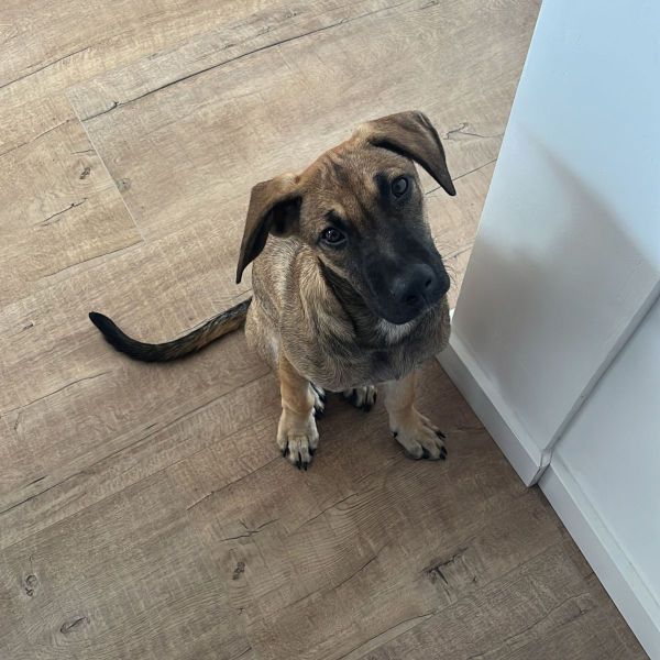 Buddy uit Maassluis zoekt een Hondenoppas