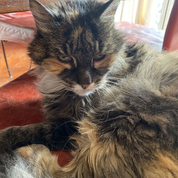 Punkie uit Eindhoven zoekt een Kattenoppas