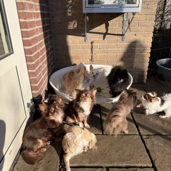 Zoëy Mylo Indy Yuki Ylvi Joy Suzy Lyna Toby Kayo uit Vught zoekt een Hondenoppas
