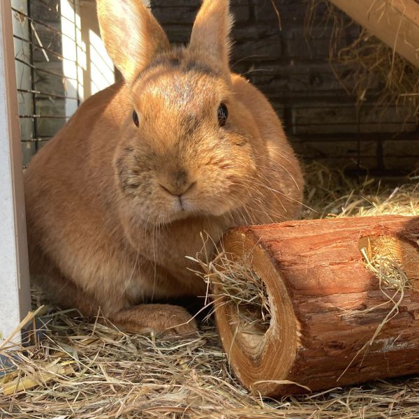 Lotje uit Moordrecht zoekt een Knaagdierenoppas