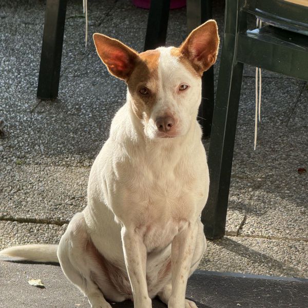 Sandee uit Heerlen zoekt een Hondenoppas