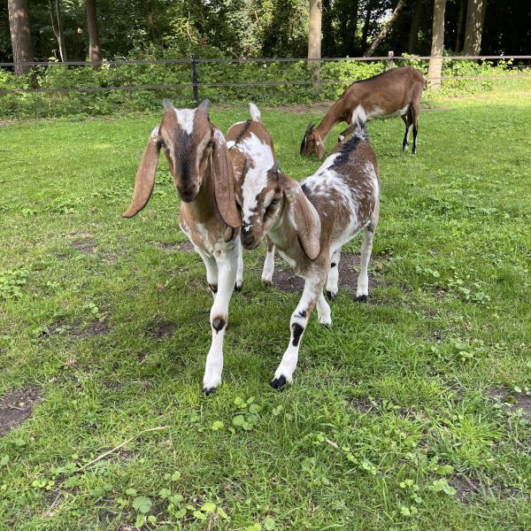Hansje uit Diepenheim zoekt een Boerderijoppas