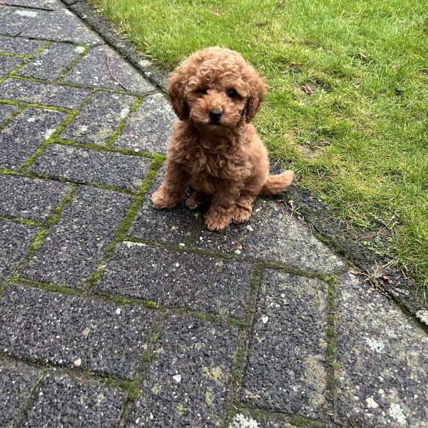 Teddy uit Budel zoekt een Hondenoppas