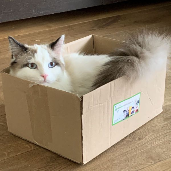 Chacha, Pepper, Banjer uit Meppel zoekt een Kattenoppas