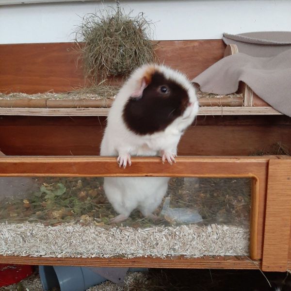 Brum en Krummie uit Baflo zoekt een Knaagdierenoppas