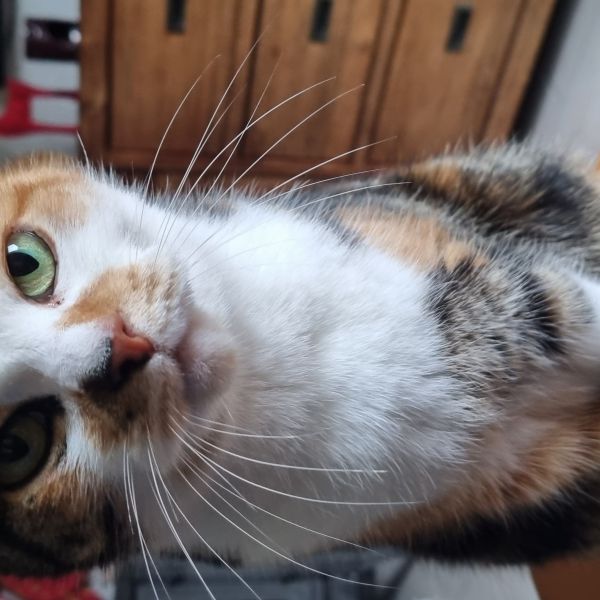 Nimo uit Hendrik-Ido-Ambacht zoekt een Kattenoppas