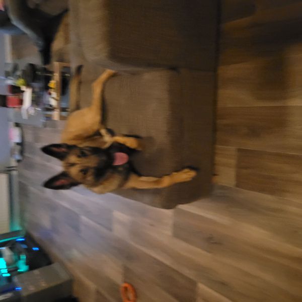Luna uit Landgraaf zoekt een Hondenoppas