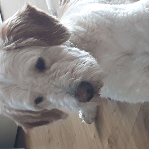 Charlie uit Soesterberg zoekt een Hondenoppas
