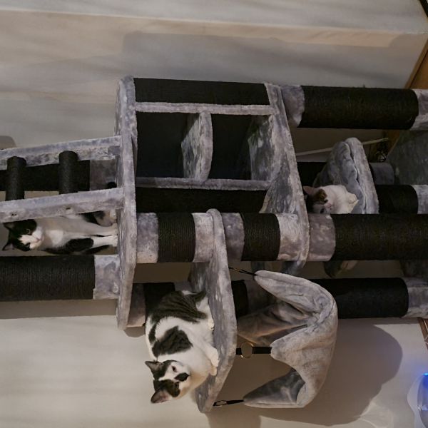 Teiger, Max, Juno uit Heerenveen zoekt een Kattenoppas