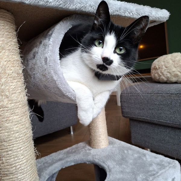Janneke uit Utrecht zoekt een Kattenoppas