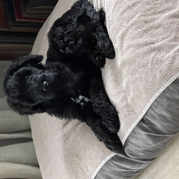 Senna, Senna uit Tienhoven zoekt een Hondenoppas