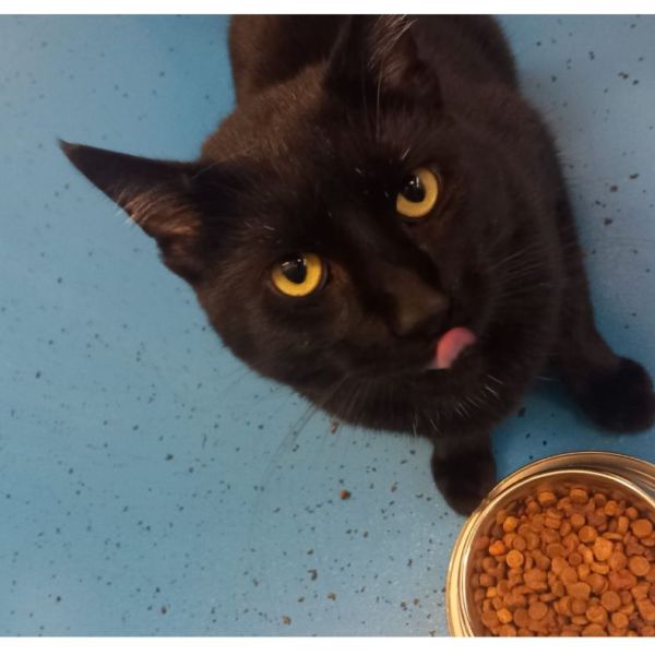 Ollie uit Dinteloord zoekt een Kattenoppas