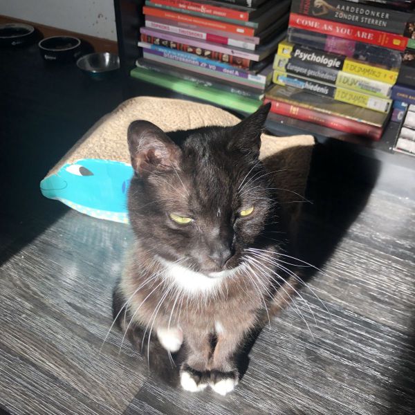 Tommy uit Nijmegen zoekt een Kattenoppas
