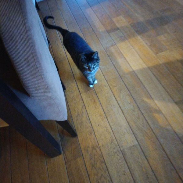 Aniek, Karel uit Stiens zoekt een Kattenoppas
