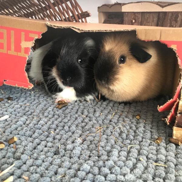 Charlie & Muffin uit Arnhem zoekt een Knaagdierenoppas