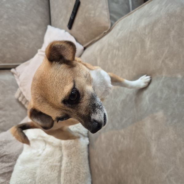 Marlie, Pip uit Zoetermeer zoekt een Hondenoppas