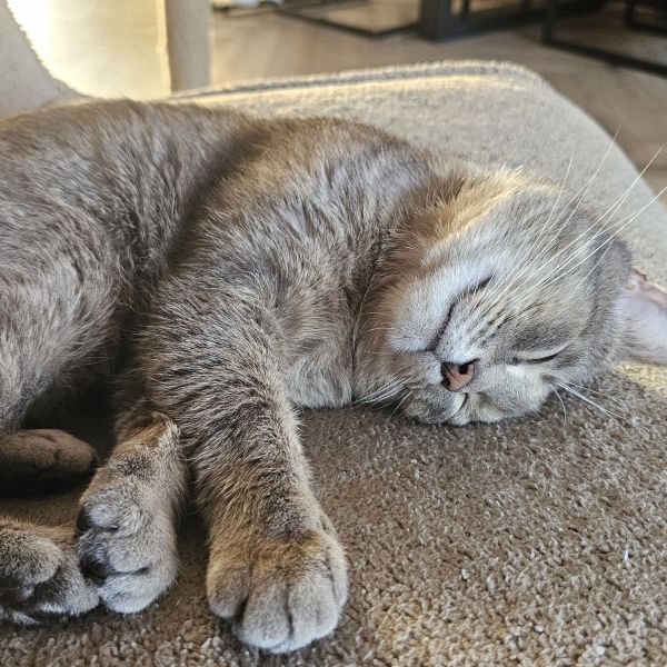 Simba uit Enschede zoekt een Kattenoppas