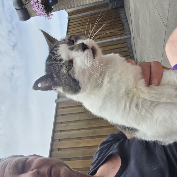 Sisi uit Gameren zoekt een Kattenoppas