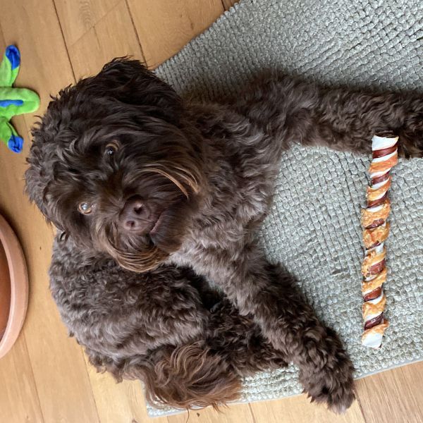 Loki uit Helmond zoekt een Hondenoppas