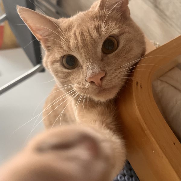 Duman, Bulut uit Amersfoort zoekt een Kattenoppas