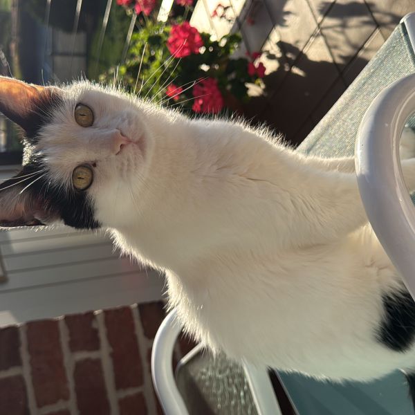 Tito uit Purmerend zoekt een Kattenoppas