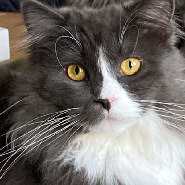 Charlie uit Beusichem zoekt een Kattenoppas
