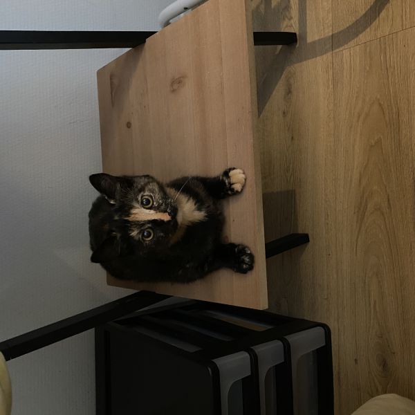 Loá, Joni, Luca uit Rijswijk zoekt een Kattenoppas