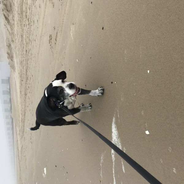 Diego uit Emmen zoekt een Hondenoppas
