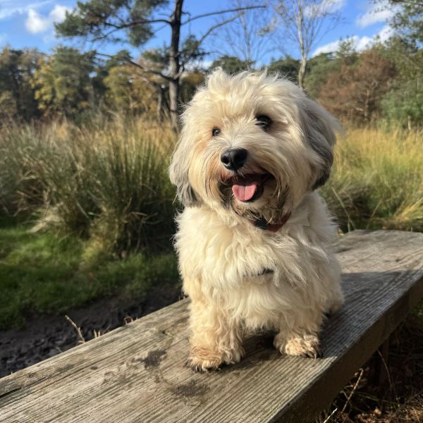 Louie uit Nijmegen zoekt een Hondenoppas
