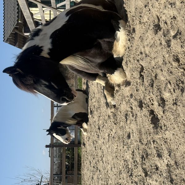 Indy en Fien uit Spijk Gem Lingewaal zoekt een Paardenverzorger