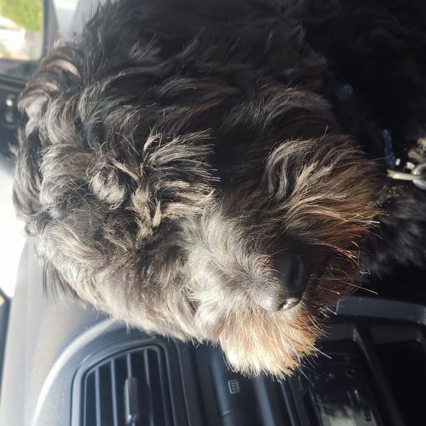 Pepper uit Rucphen zoekt een Hondenoppas
