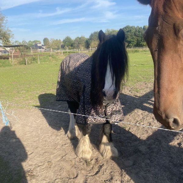 Huisdierenoppas Senna uit Heeswijk Dinther