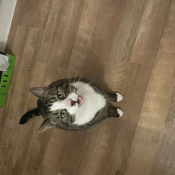 Senna, Kobe uit Assendelft zoekt een Kattenoppas