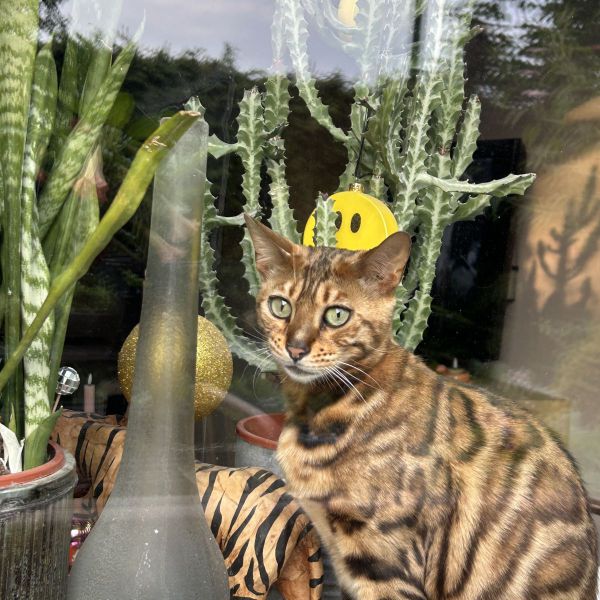Loena uit Leusden zoekt een Kattenoppas
