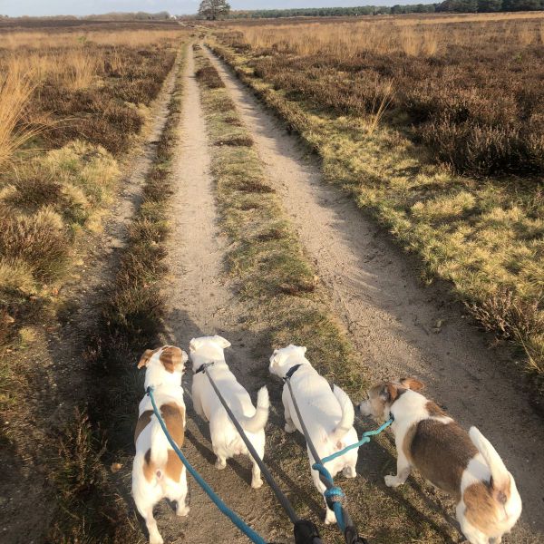 Hondenoppas Marley uit Bussum