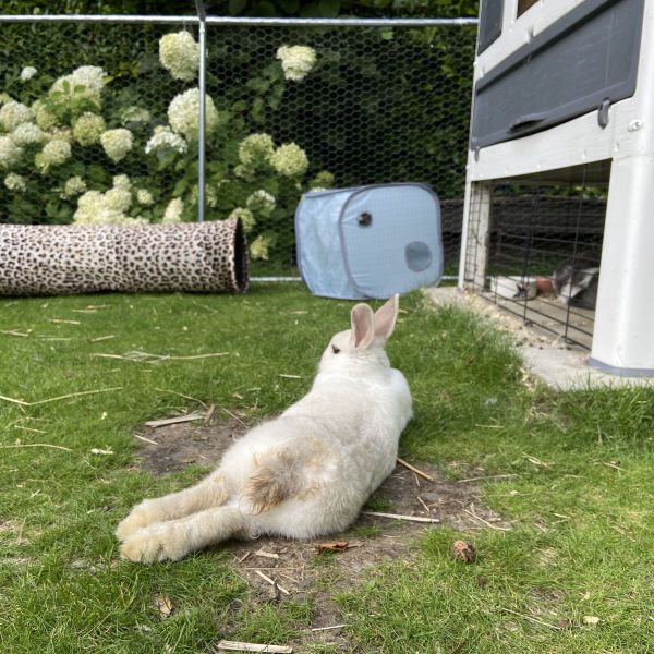 Lizzy, Obi, Leia uit Dronten zoekt een huisdierenoppas
