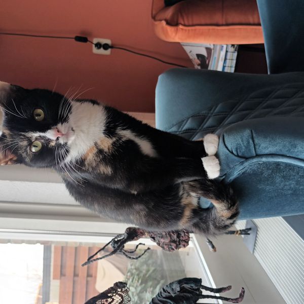 MIEPIE uit Lemmer zoekt een Kattenoppas