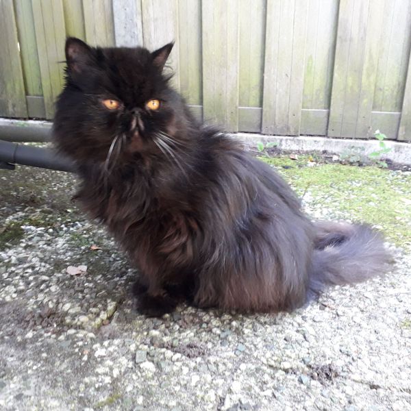 Pascal, Pascal, Katja uit Hoogerheide zoekt een Kattenoppas