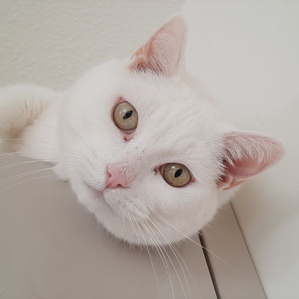 Kattenoppas Loes uit Heemskerk