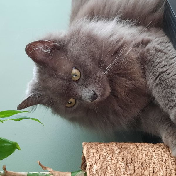 Gucci, Ginger uit Susteren zoekt een Kattenoppas